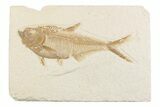 Detailed Fossil Fish (Diplomystus) - Wyoming #369479-1
